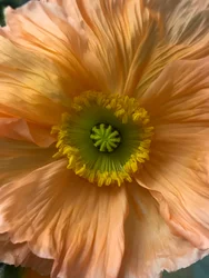 Komposition - Blumen