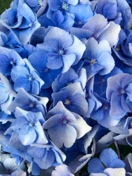 Komposition - Blumen