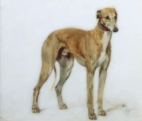 Ein falbfarbener Windhund, 1897