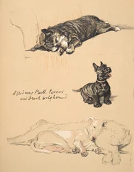 Aberdeens, Bullterrier und Irischer Wolfshund, 1930, Illustrationen aus seinem Skizzenbuch verwendet für Just Among Friends, Aldin, Cecil Charles Windsor (1870-1935), später veröffentlicht von Eyre und Spottiswoode Limited