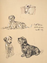 Bullterrier, Dalmatiner und Mischlingshund, 1930, Illustrationen aus seinem Skizzenbuch verwendet für Just Among Friends, Aldin, Cecil Charles Windsor (1870-1935), später veröffentlicht von Eyre und Spottiswoode Limited