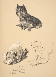 Cairn, Sealyham und Bullterrier, 1930, Illustrationen aus seinem Skizzenbuch verwendet für Just Among Friends, Aldin, Cecil Charles Windsor (1870-1935), später veröffentlicht von Eyre und Spottiswoode Limited, 1934
