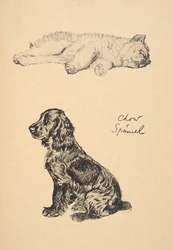 Chow und Spaniel, Illustrationen aus seinem Skizzenbuch verwendet für 