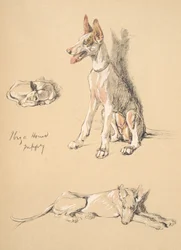 Ibiza-Hundewelpe, 1930, Illustrationen aus seinem Skizzenbuch verwendet für Just Among Friends, Aldin, Cecil Charles Windsor (1870-1935), später veröffentlicht von Eyre und Spottiswoode Limited, 1934