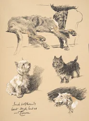 Irischer Wolfshund, West Highlander und Cairn, 1930, Illustrationen aus seinem Skizzenbuch verwendet für 