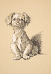 Peke, 1930, Illustrationen aus seinem Skizzenbuch verwendet für Just Among Friends, Aldin, Cecil Charles Windsor (1870-1935), später veröffentlicht von Eyre und Spottiswoode Limited, 1934