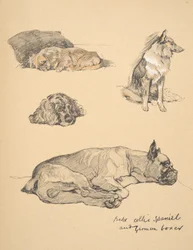 Peke, Collie, Spaniel und Deutscher Boxer, 1930, Illustrationen aus seinem Skizzenbuch für 