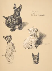 Schottischer Terrier und Weißer West Highlander, 1930, Illustrationen aus seinem Skizzenbuch verwendet für Just Among Friends, Aldin, Cecil Charles Windsor (1870-1935), später veröffentlicht von Eyre und Spottiswoode Limited