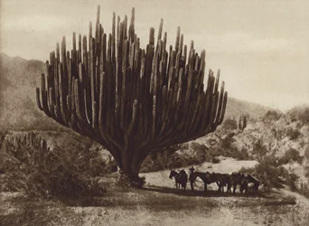 Mexiko: Kaktus in Kandelaberform, Oaxaca