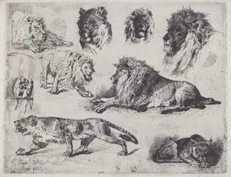 Studie von Löwen