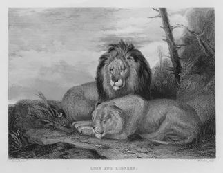 Löwe und Löwin