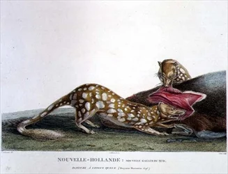 Dasyurus macrourus, ein Langschwanz-Beutelmarder, aus New South Wales, Neuholland, Tafel 33 aus der „Entdeckungsreise in die australischen Länder“, gestochen von Canu, veröffentlicht 1800-04
