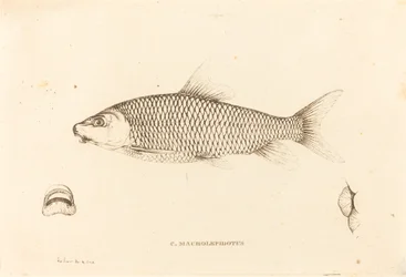 C. Macrolepidotus