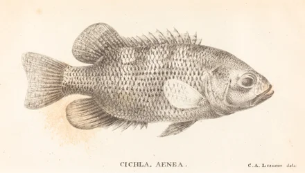 Cichla, Aenea