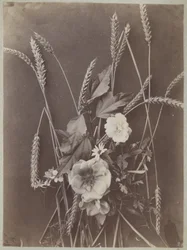 Blumenstudie mit Ähren