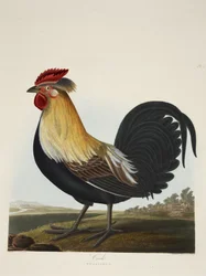 Hahn, Phasianus, aus 