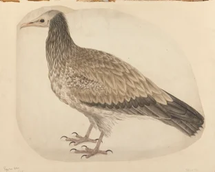 Ägyptischer Geier