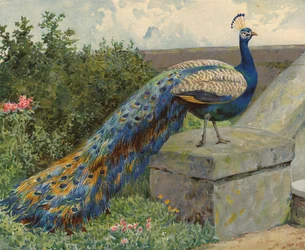 Pfau