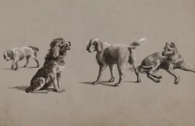 Studien von Hunden