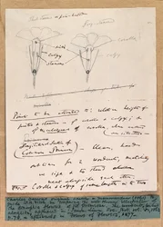 Autographische Skizze der dimorphen Blüten der Primel, 1861