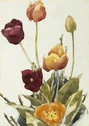 Tulpen, 1933