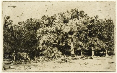 Ein Teil des Waldes von Fontainebleau