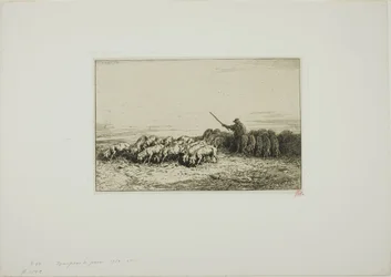 Schweineherde