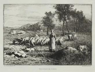 Schweineherde