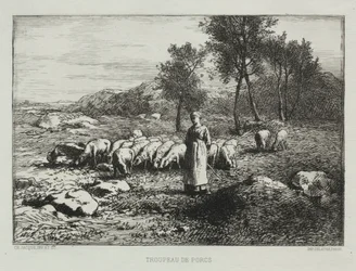 Schweineherde