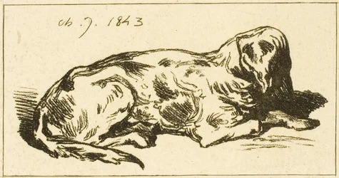 Liegender Hund