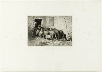 Die Schafe kommen nach Hause