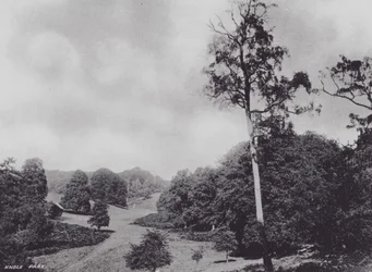 Knole Park (s/w Foto)