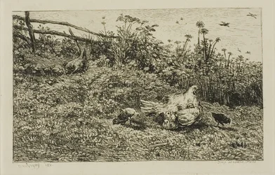 Die Henne und ihre Küken