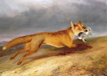 Fuchs entkommt mit einem Kaninchen