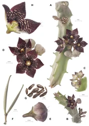 Botanische Tafel/Apteranthes joannis