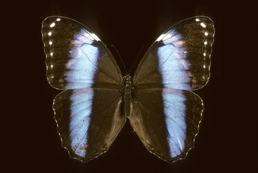 Morpho achilles/Männlich