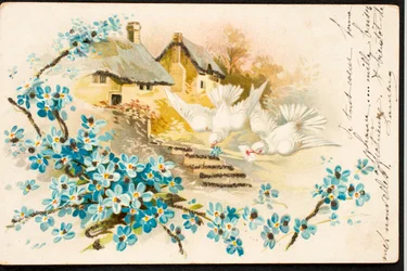 Alte Postkarte/Taube