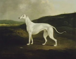 Ein Windhund in einer Landschaft