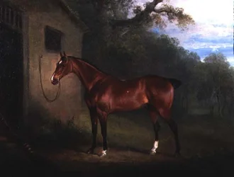 Porträt eines Bay Hunters, angebunden an einen Stall