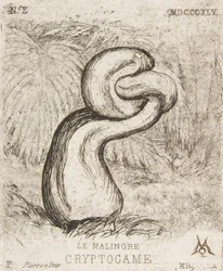Die schwächliche Kryptogamie, 1860