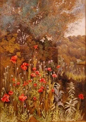 Mohnblumen am Flussufer