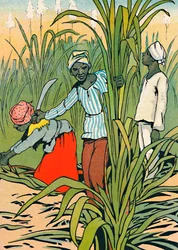 Bei der Arbeit unter den Zuckerrohren, 1912