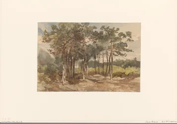 Baumgruppe im Wald bei Driebergen