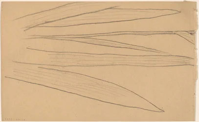 Studie einer Blume (verso)