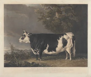West Highland Heifer Kyloe