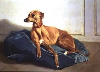 Studie eines Hundes