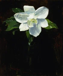 Magnolie, 1895