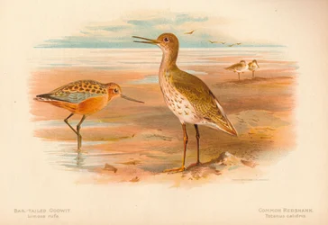 Pfuhlschnepfe Limosa rufa, Rotschenkel Totanus, 1900, 1900