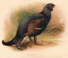 Birkhuhn, Tetrao tetrix, 1900, 1900
