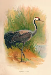 Kranich Grus cinerea, 1900